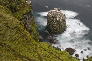 Europe Nature Scenery Drucke: Gannet colony