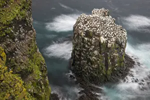 Northern Gannet Colony Drucke: Gannet colony