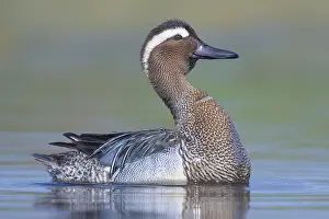 Bird Wildlife Photography Tips Drucke: Garganey