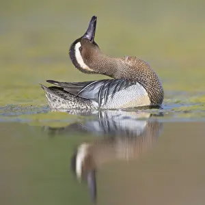 Bird Courtship Display Drucke: Garganey