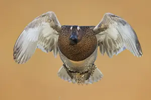 European Waterbird Species Drucke: Garganey