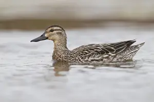 Nature Photography Italy Drucke: Garganey