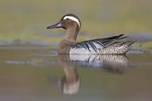 Adult Male Duck Drucke: Garganey