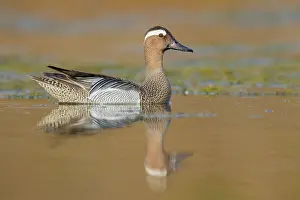 Water Birds In Europe Drucke: Garganey