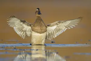 Garganey Bird Drucke: Garganey
