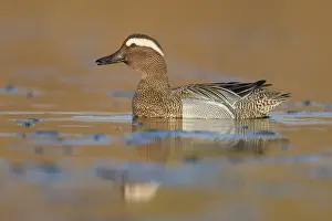 Bilder Datiert 1. April 2018: Garganey