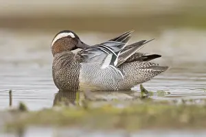 Waterfowl Wildlife Images Drucke: Garganey
