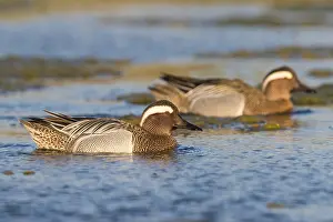 Wildlife In Italy Drucke: Garganey
