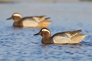 Wild Animal Portrait Gallery Drucke: Garganey