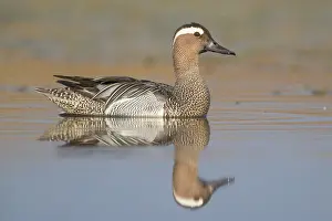 Garganey Bird Drucke: Garganey