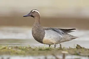 Garganey Bird Drucke: Garganey