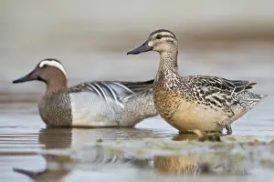 Male Duck Species Drucke: Garganey