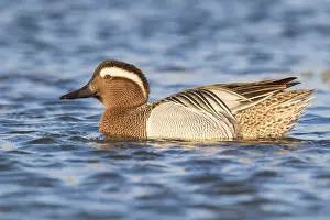 Bilder Datiert 11. März 2017: Garganey