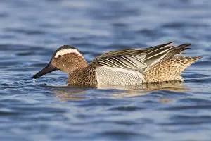 Anatidae Species Images Drucke: Garganey