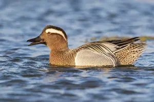 European Waterbird Species Drucke: Garganey