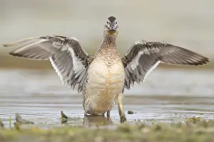 Garganey Bird Drucke: Garganey