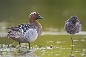 Garganey Bird Drucke: Garganey