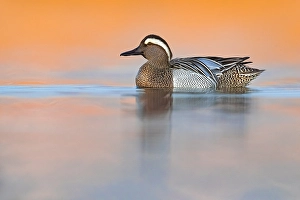 Wildlife Lake Scene Drucke: Garganey, Anas querquedula