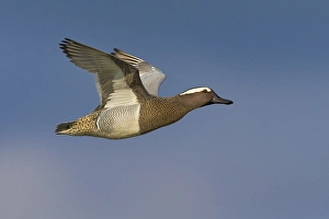 Garganey, Anas querquedula