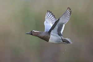 European Wildlife And Nature Drucke: Garganey, Anas querquedula