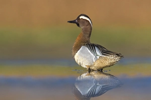 Waterfowl In Europe Drucke: Garganey, Anas querquedula