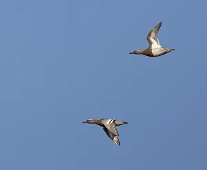 Garganey Bird Drucke: Garganey, Anas querquedula