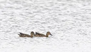 Garganey Bird Drucke: Garganey, Anas querquedula