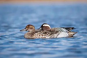 Garganey Bird Drucke: Garganey; Anas querquedula