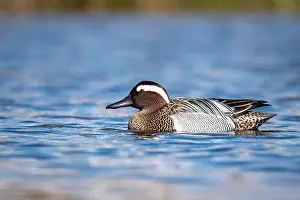 Garganey Bird Drucke: Garganey; Anas querquedula