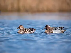 Garganey Bird Drucke: Garganey; Anas querquedula