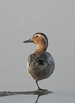 Garganey Bird Drucke: Garganey, Anas querquedula