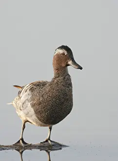 Garganey Bird Drucke: Garganey, Anas querquedula