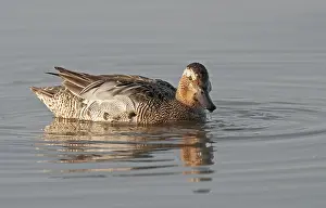 Garganey Bird Drucke: Garganey, Anas querquedula