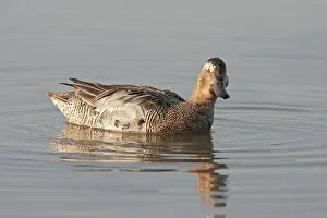 Garganey Bird Drucke: Garganey, Anas querquedula
