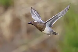 Garganey Bird Drucke: Garganey, Anas querquedula