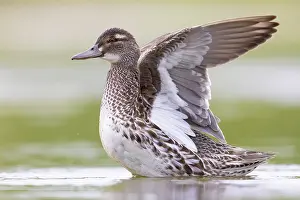 Garganey Bird Drucke: Garganey, Anas querquedula