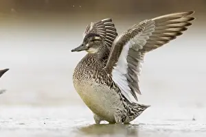 Garganey Bird Drucke: Garganey, Anas querquedula