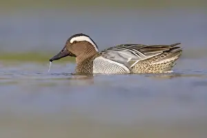 Male Duck Swimming Drucke: Garganey, Anas querquedula