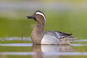 Nature Animal Images Drucke: Garganey, Anas querquedula