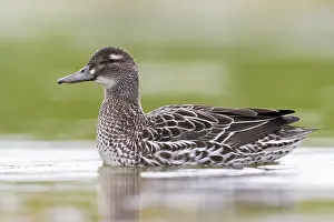 Nature Animal Pictures Drucke: Garganey, Anas querquedula