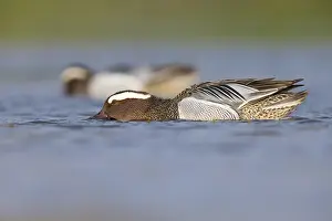 Garganey Bird Drucke: Garganey, Anas querquedula