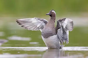 Garganey Bird Drucke: Garganey, Anas querquedula