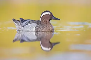 Garganey Bird Drucke: Garganey, Anas querquedula