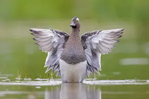 Garganey, Anas querquedula