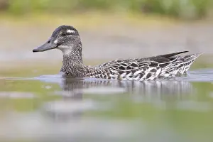 Nature Animal Images Drucke: Garganey, Anas querquedula