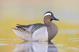 Garganey Bird Drucke: Garganey, Anas querquedula