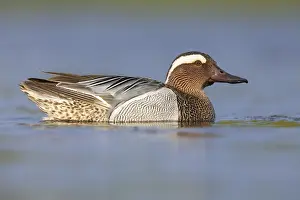 Garganey Bird Drucke: Garganey, Anas querquedula