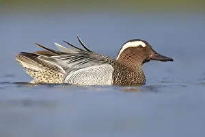 Garganey Bird Drucke: Garganey, Anas querquedula