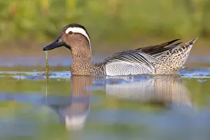 Male Waterfowl Drucke: Garganey, Anas querquedula