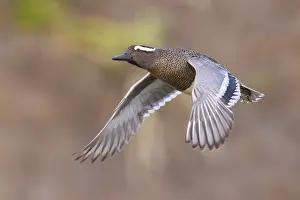 Garganey Bird Drucke: Garganey, Anas querquedula